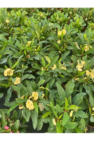 Videolu Sarı Renk Milli Dikenler Tacı 15 45 Cm Saksılı Kaktüs Euphorbia