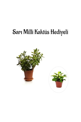 Hediyelik Parlak Yapraklı Şans Para Ağacı Bitkisi Sarı Milli Kaktüs Hediyeli