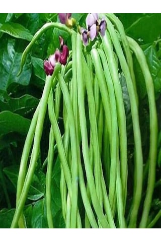 1001naturel Börülce Tohumu 50 Gram Karnıkara Tohum