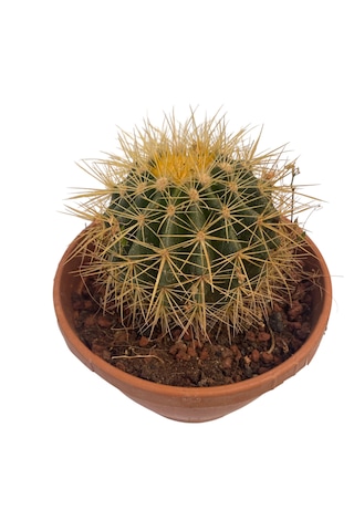Echino Kaktüs / Golden Barrel Cactus