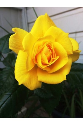 Videolu Sarı Kokulu Gül Fidanı 50-70 Cm 5 Adet Saksılı Bahçe Gülü Yellow Roses