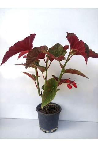 Kırmızı Çiçekli Çilli Begonya Çiçeği 1 Adet Saksılı 30-40cm