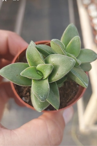 Loya Hoya Çiçeği Springtime Uzayan Sarkan Cins Minik 5.5cm