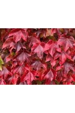 Amerikan Sarmaşığı - Parthenocissus Quinquefolia