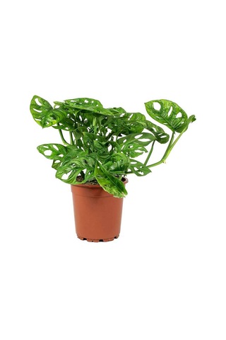 Delikli Devetabanı (Monstera Adansonii Monkey) Saksılı
