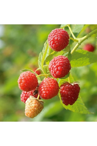 Tüplü Aromatik Verimli Yediveren Willamette Ahududu Fidanı