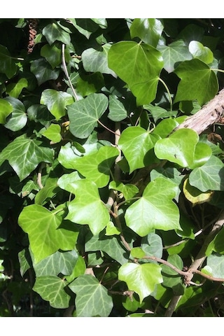 Duvar Sarmaşığı Hedera Helix 20-50cm Kaya Sarmaşığı Fidanı