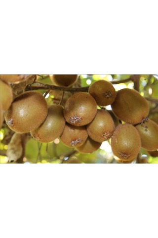 Kivi Tohumu Tropikal Meyve Tohumları 10 Adet Tohum