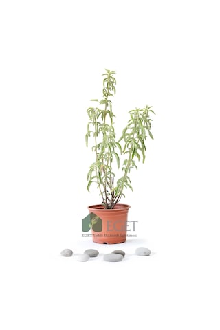 Anadolu Ada Çayı (Salvia fruticosa)- 1 lt Saksıda