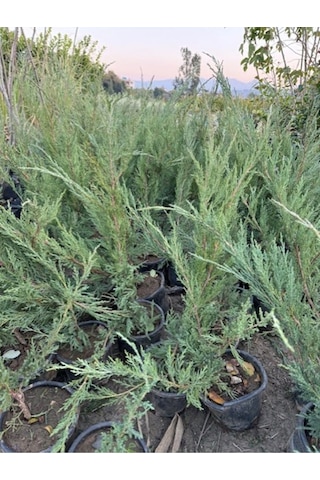 5 Adet Saksıda Yayılıcı Ardıç Fidanı Boy 40-50 Cm