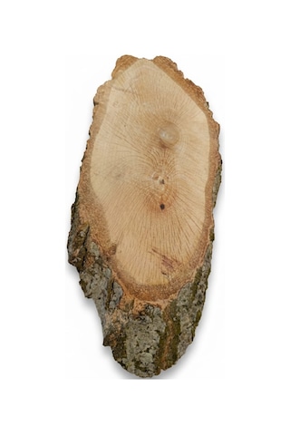 Doğal Meşe Kütük Dilimi - 28x11 Cm Zımparalanmış Boyanabilir Ham Ahşap 1 Adet