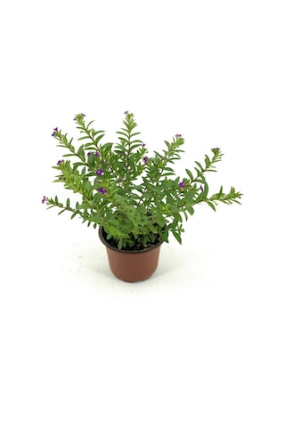 Kufeya Fidanı Mor Çiçekli 15-25 Cm