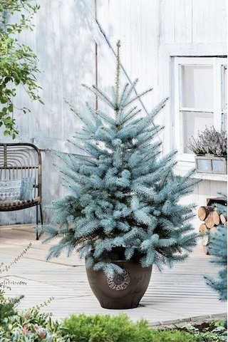 Mavi Ladin Picea Pungens Glauca 40 -60 Cm