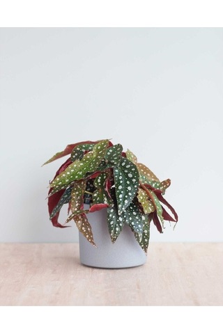 Ithal Begonia Maculata / Çilli Begonya - Ev Salon Ve Ofis Bitkisi