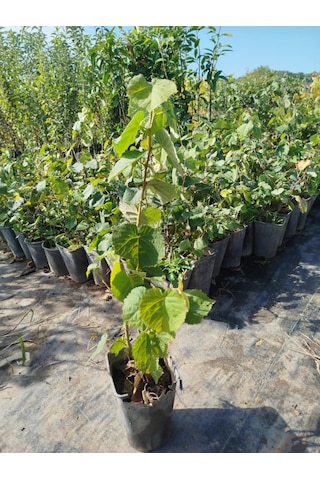 Ihlamur Ağacı Fidanı 5 Adet 50-100 Cm Tilia Tomentosa 2-3 Yaş