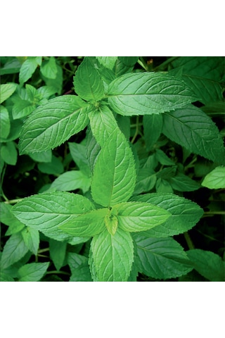 Nane Tohumu 1 Paket 100 Adet