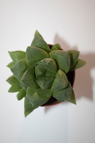 Haworthia Cymbiformis Optusa Sukulent Tekli 5,5 Cm Saksıda