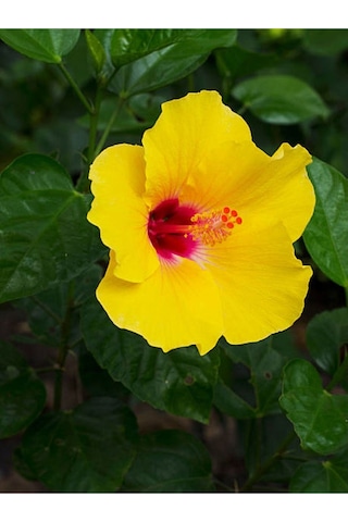Sarı Renk Japon Gülü Çiçeği Fidanı 1 Adet Saksılı 50-70cmbahçe Bitkisi Hibiscus Rose