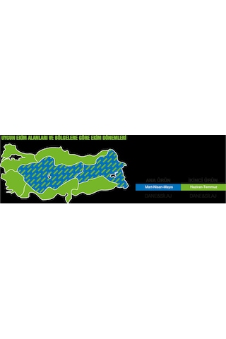 May Bodega Hibrit Sılajlık Mısır Tohumu