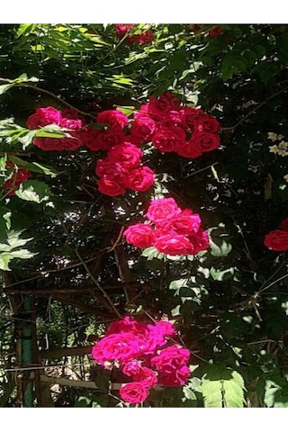Pembe Sarmaşik Çardak Gülü 70 120 Cm 1 Adet Saksılı Dış Mekan Sarmaşık Wisteria