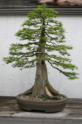 Bodur Lübnan Sediri Bonzai Ağacı Tohumu 5 Tohum + Bonsai Tohumu