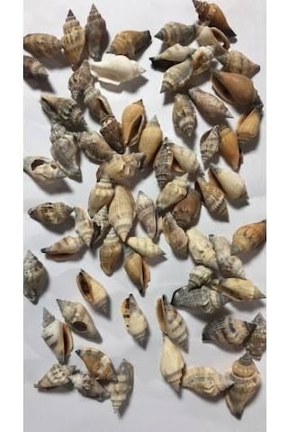 %100 NATUREL DOĞAL GERÇEK DENİZ KABUĞU 500 Gram -MMM4761