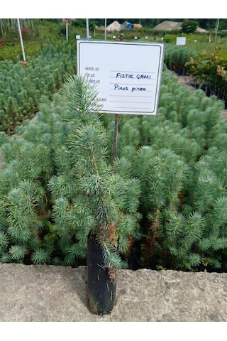 Tüplü Fıstık Çamı Fidanı Pinus Pinea - Bahçe Ve Peyzaj İçin 4 Mevsim Dikilebilir Canlı Çam Ağacı Fidanı