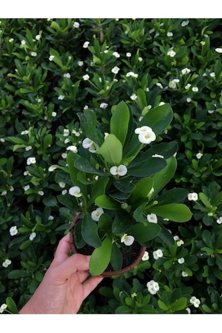 Videolu Beyaz Renk Dikenler Tacı Çiçekli Ithal Hollanda Milli Saksılı Kaktüs White Euphorbia