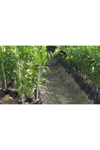 Fidan Poşeti 10 adet 22x40 cm Fidan Torbası Fide Poşeti Fide Torbası Fide Fidan Yetiştirme Poşet