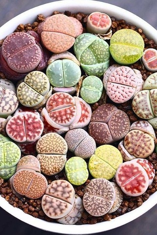 Dashing Look Karışık Lithops Taş Çiçek Tohumu / 10 Adet Tohum Th-thmcmthm387 Sku: Smgstk82094b2996 Açık Gri