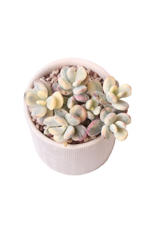 Echeveria Orbiculata Vary - Sukulent Haangarden