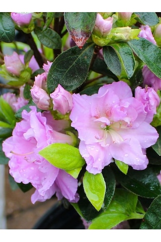 Mor Çiçekli Açelya Elsie Lee Fidanı 1-2 Yaş Arası Saksılı