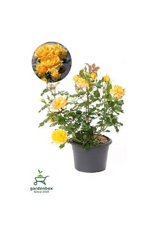 Canlı Saksıda Yediveren Sarı Renk Gül Fidanı 1 Adet 30-50cm