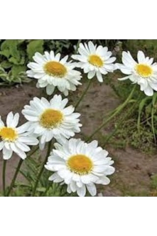 100 Adet Tohum Yayılıcı Kır Beyaz Papatya Tohumu Mezar Kabir Çiçe