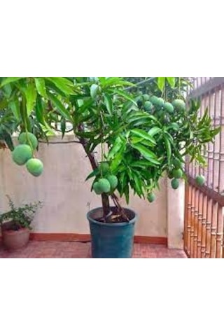 Tüplü Türkiye'De Yetişebilen Mango Fidanı N11.873