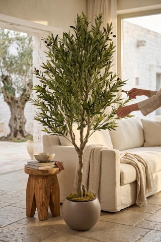 Yapay Zeytin Ağacı Doğal Kök Detaylı Büyük Dolgun Model Mokka Plastik Küre Saksıda 200cm Yapay Ağaç Kahve
