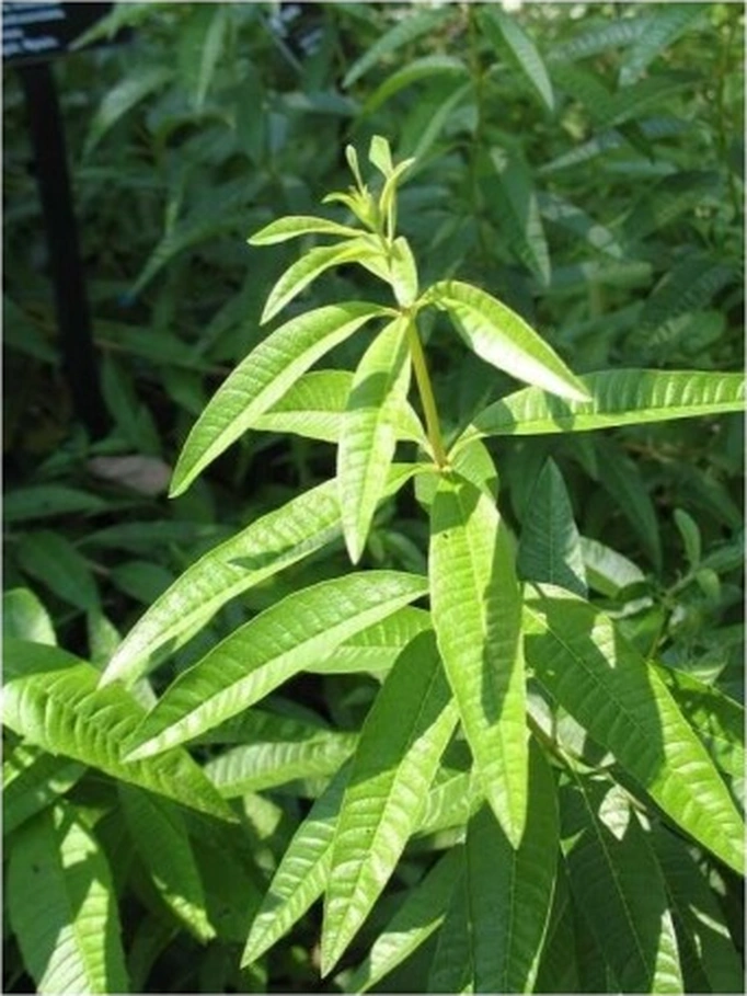Melisa Limon Otu Aloysia Triphylla Fidanı 10-20 Cm