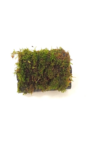 6 Lı Karides Yuvası Ve Üretim Tüpüne Tutturulmuş Moss Boyu 10 Cm