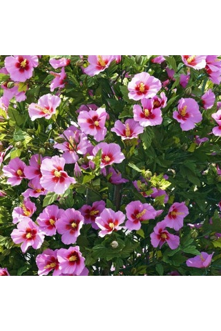 Ağaç Hatmi Fidanı 60-80 Cm Boyunda, Renkli Çiçekli Bahçe Bitkisi