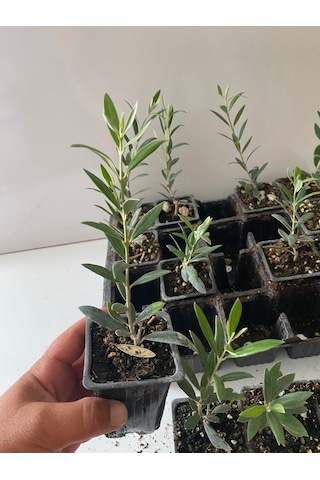 Nikah Düğün Organizasyon İçin Hediyelik Mini Saksıda Zeytin Fidanı 100adet
