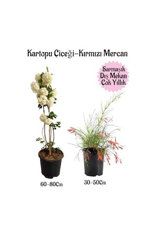 Kartopu Çiçeği 1 Adet +kırmızı Mercan 1 Adet Saksılı Bahçe Peyzaj Seti