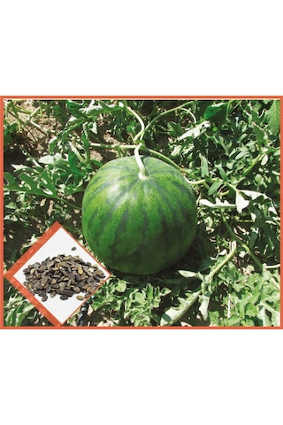 Arzuman Meyve Siyah Karpuz Tohum10GR