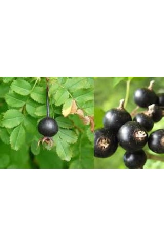 Siyah Kuşburnu Fidanı Rosa Pimpinellifolia 2 Yaş, 50 80 Cm