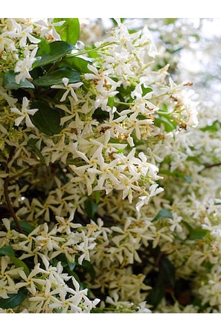 Videolu Yoğun Kokulu Arap Yasemin Çiçeği 1 Adet Saksılı/ Tüplü 40-50 Cm Star Jasmine