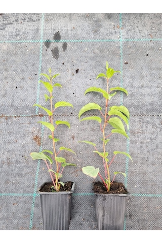 Mini Kivi 2 Adet Kırmızı+yeşil