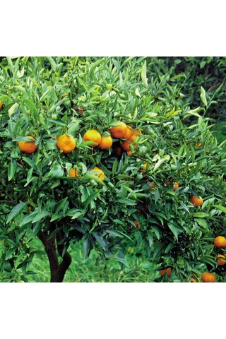 Nu-ka Defne Kırmızı Mandalina Yağı 5 ML