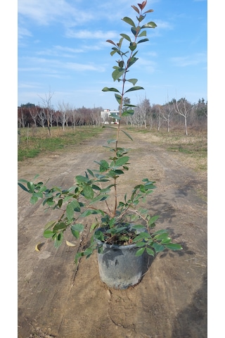 Çilek Guavası Fidanı 6 Yaş 150 Cm