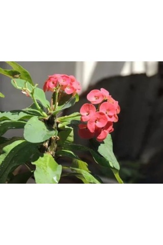 Serada Decor Plant Kırmızı Dikenler Tacı 30cm 40 Cm Saksılı