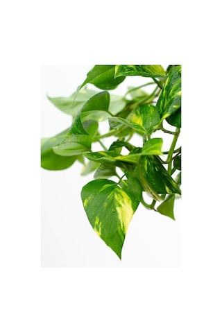 Videolu Pothos Salon Sarmaşığı 1 Adet Saksılı 20-40cm Iç Mekan Ev Salon Bitkisi Epipremnum Aureum