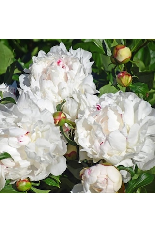 Peonies Festiva Maxima White Şakayık Çiçeği Yumrusu 1 Adet N11.352